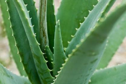 aloe com um resfriado