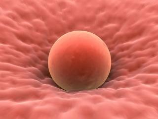 Temperatura basal na ovulação ^ quão corretamente medir?