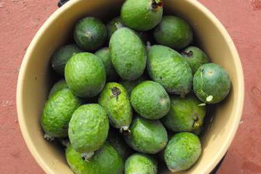 O que é feijoa útil e quais doenças? Feychoa fruit: propriedades úteis, contra-indicações, fotos e receitas. Atolamento de feijoa: propriedades úteis