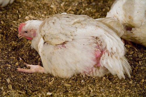 Galinhas de frango: doenças e sua prevenção