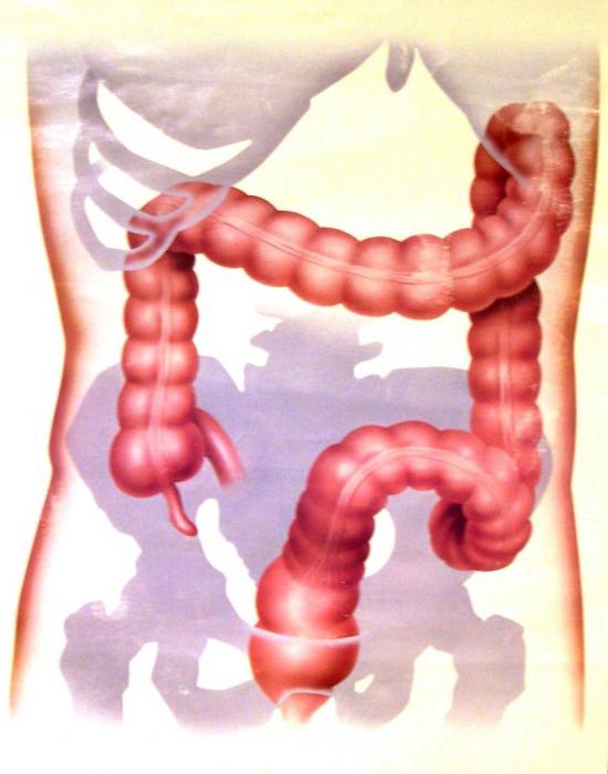 Coloproctologia - o que é, as características do tratamento e os sintomas de doenças