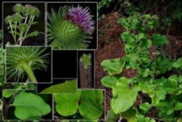 Burdock root. Propriedades terapêuticas da planta