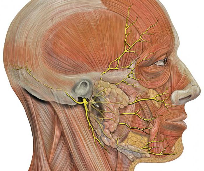 Estrutura do nervo facial humano e problemas de função 