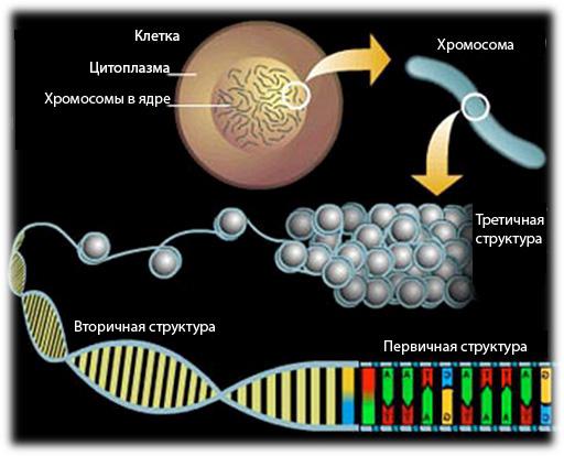 característica comparativa de DNA e RNA