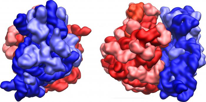 composição de DNA e RNA