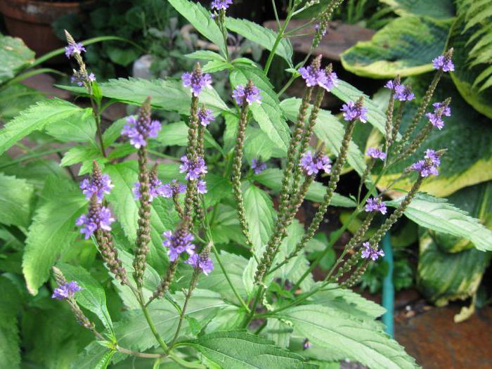 verbena officinalis