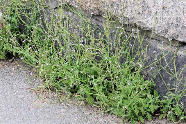 sementes medicinais da verbena